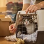 Person moving with cats among packed boxes.